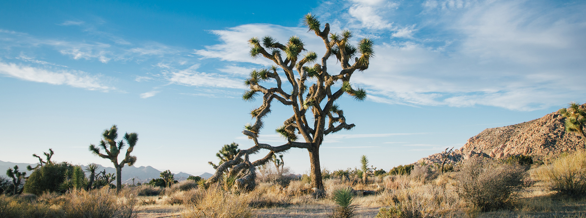 mojave desert fauna